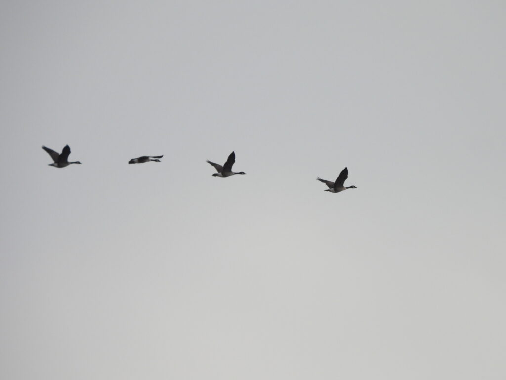 Canada Geese