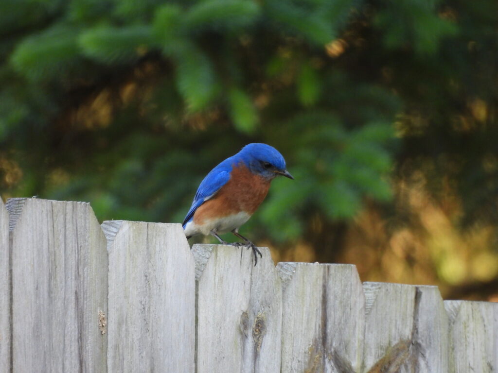 Eastern Bluebird