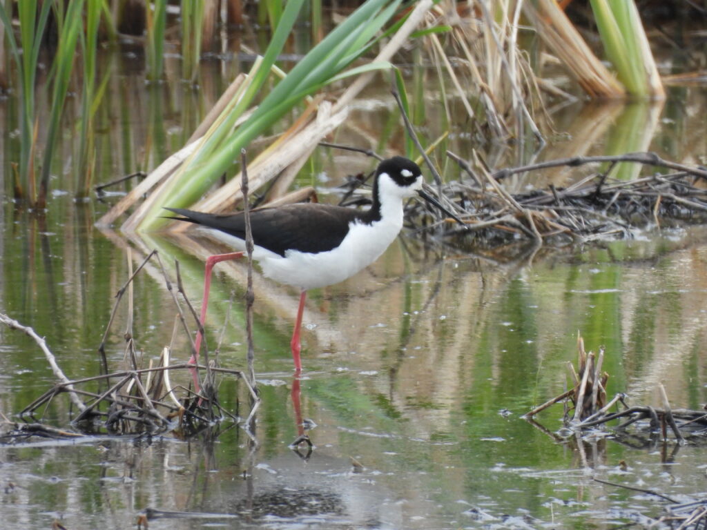 Black-necked Stilt