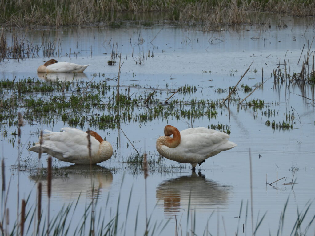 Trumpeter Swan