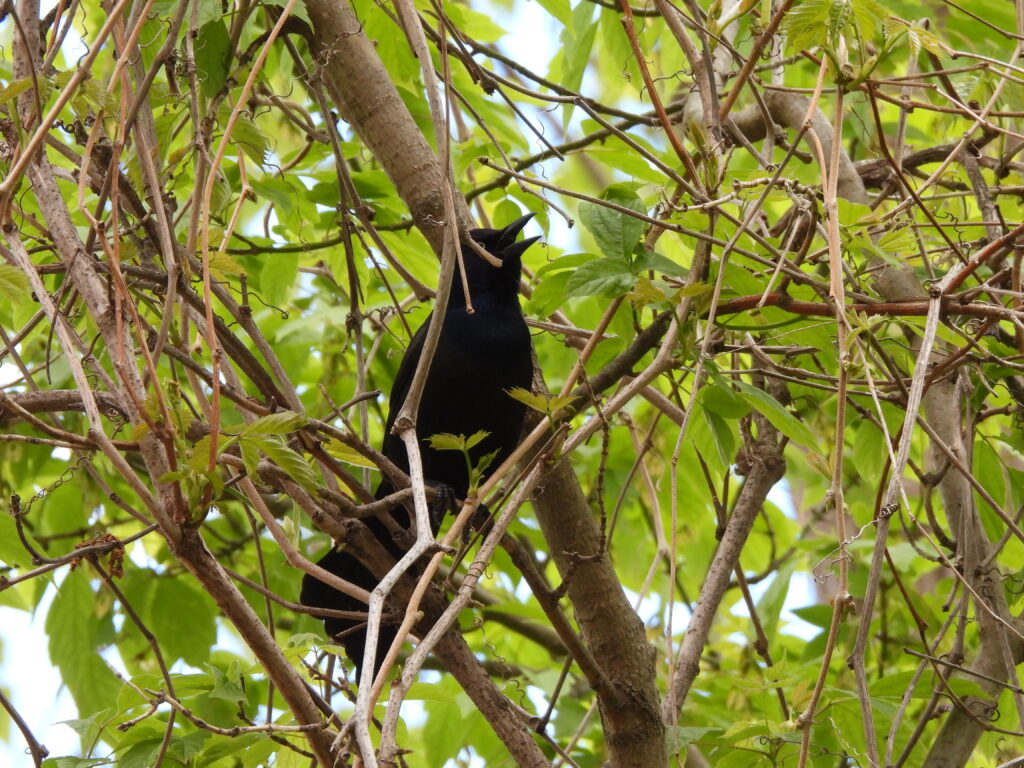 Common Grackle