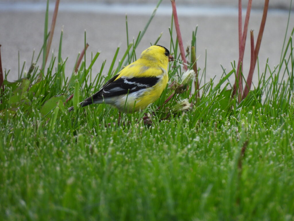 American Goldfinch
