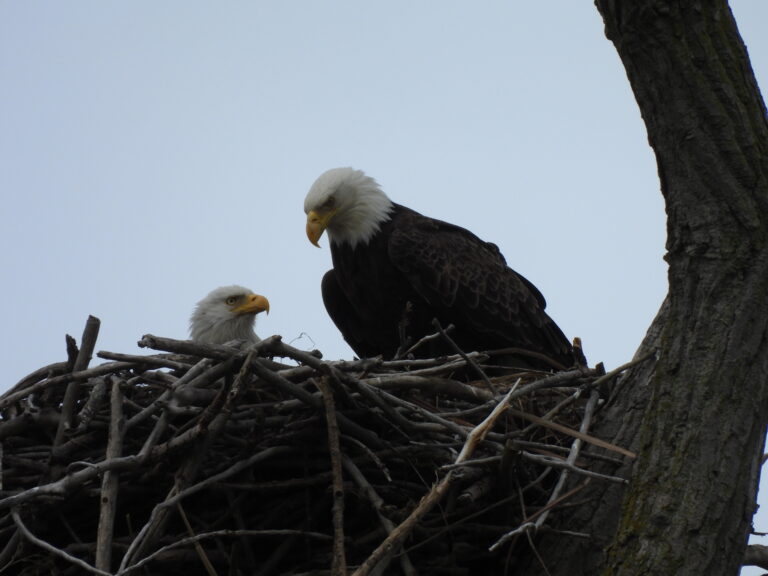 Bald Eagle mates in nest at Magee Marsh