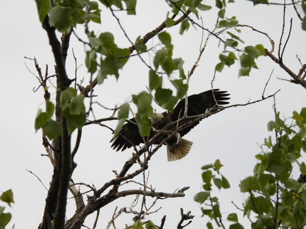 Bald Eagle