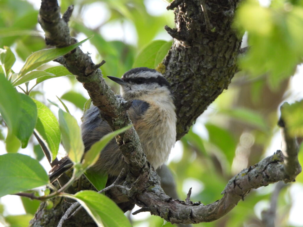 Red-breasted Nuthatch