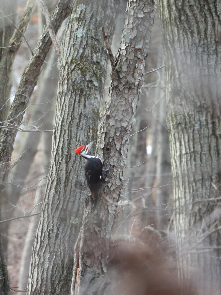 Pileated Woodpecker