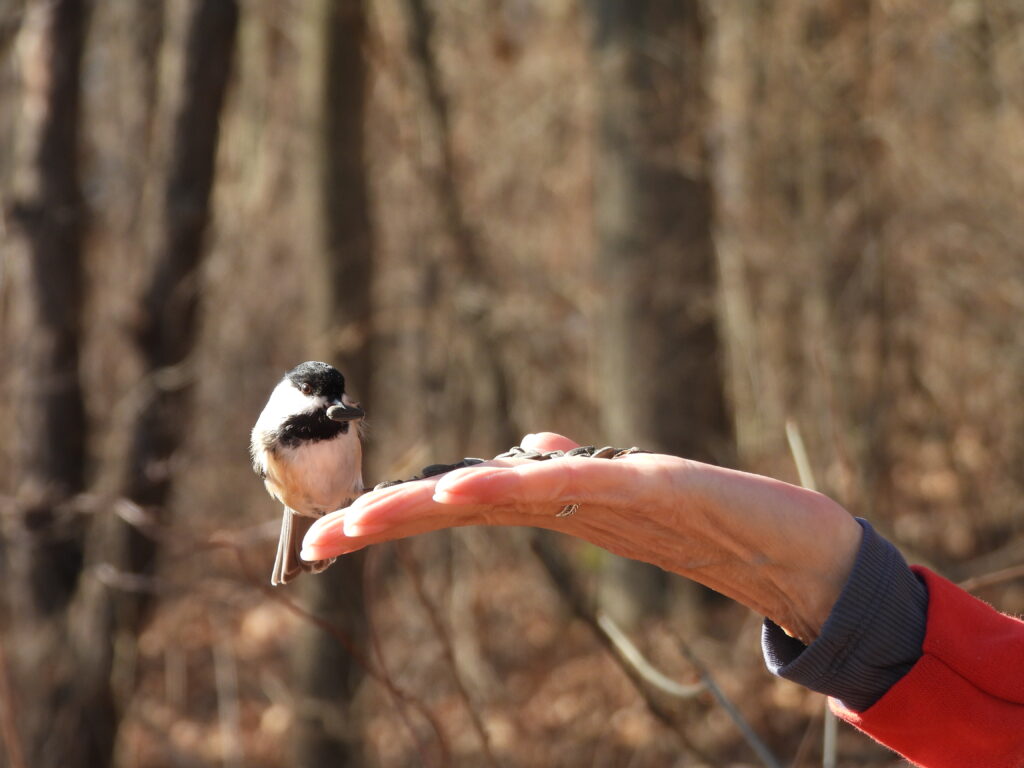 Black-capped Chickadee