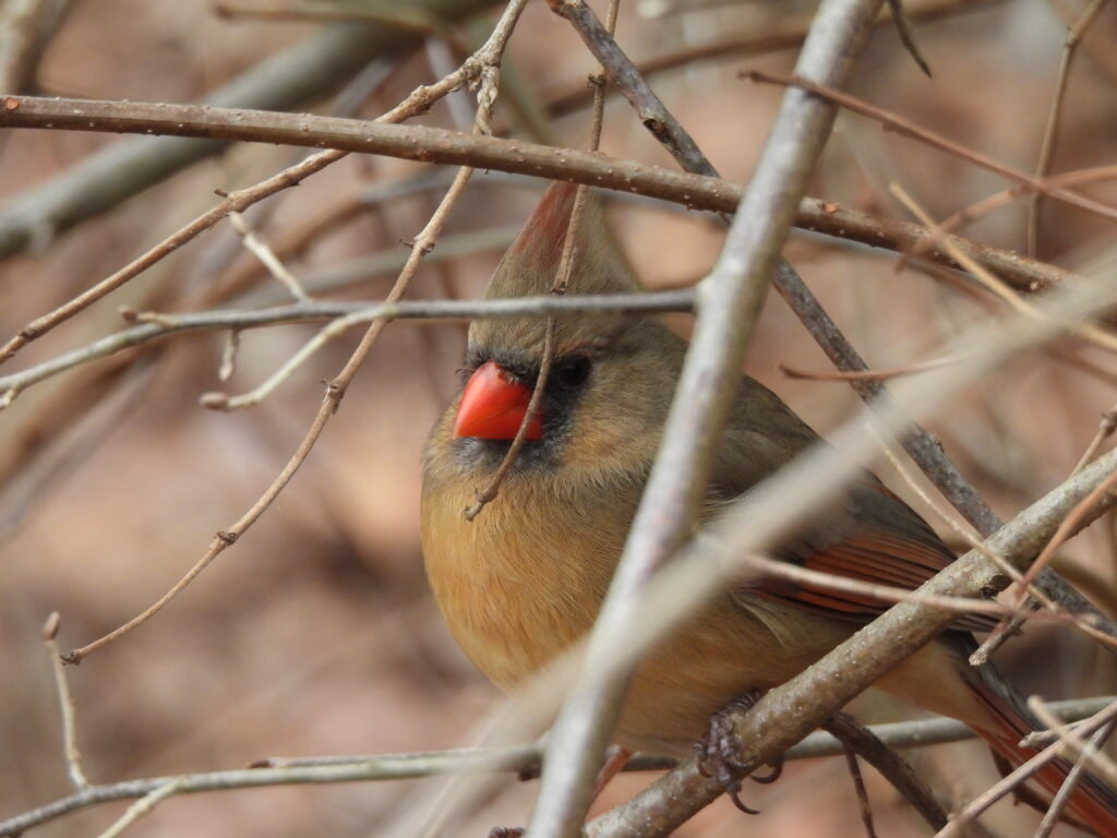 Female Northern Cardinal